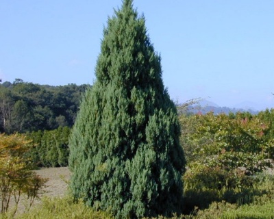 Можжевельник Китайский "Обелиск"