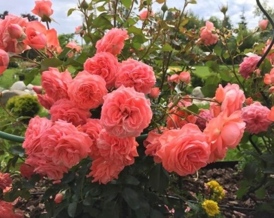 Роза Флорибунда «Кимоно» 