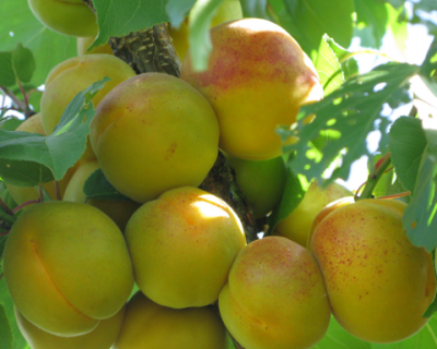 Абрикос «Память Лойко»