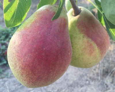 Груша "Дюшес (Вильямс летний)"
