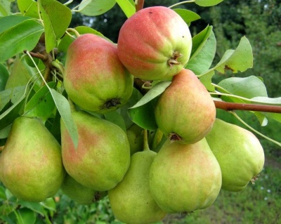 Груша колоновидная "Любимица Яковлева"