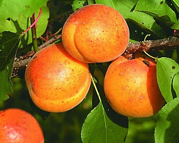 Абрикос "Память Говорухина"