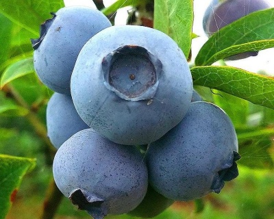 Голубика "Чандлер (Чендлер, Chandler)"