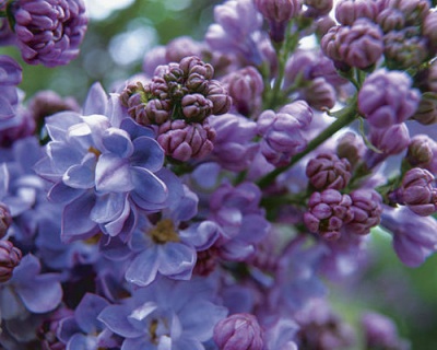 Сирень "Анри Робер"