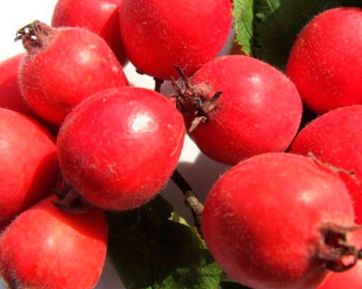 Боярышник крупноплодный "Збигнев"