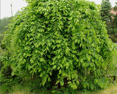 Граб обыкновенный "Пендула"