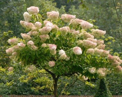 Гортензия метельчатая "Грандифлора" (штамбовая форма)