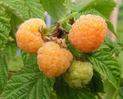 Малина "Золотые купола"