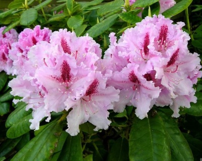 Рододендрон "Ле Прогрес"