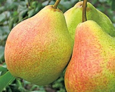 Груша "Гера"