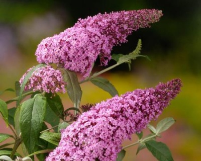 Буддлея Давида "Пинк Делайт" (PinkDelight)