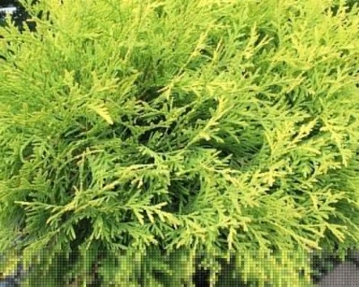 Туя западная "Голден Глоб "