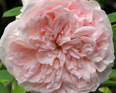 Пионовидная Роза «Клэр Роуз»