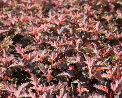 Пузыреплодник "Диабло Д’Ор" (Diable D’Or)