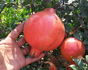 Гранат "Ахмар"