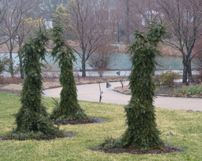 Ель сербская "Брунс"