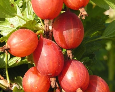 Крыжовник "Машека"