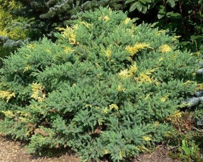 Можжевельник Китайский "Экспанса Вариегата"