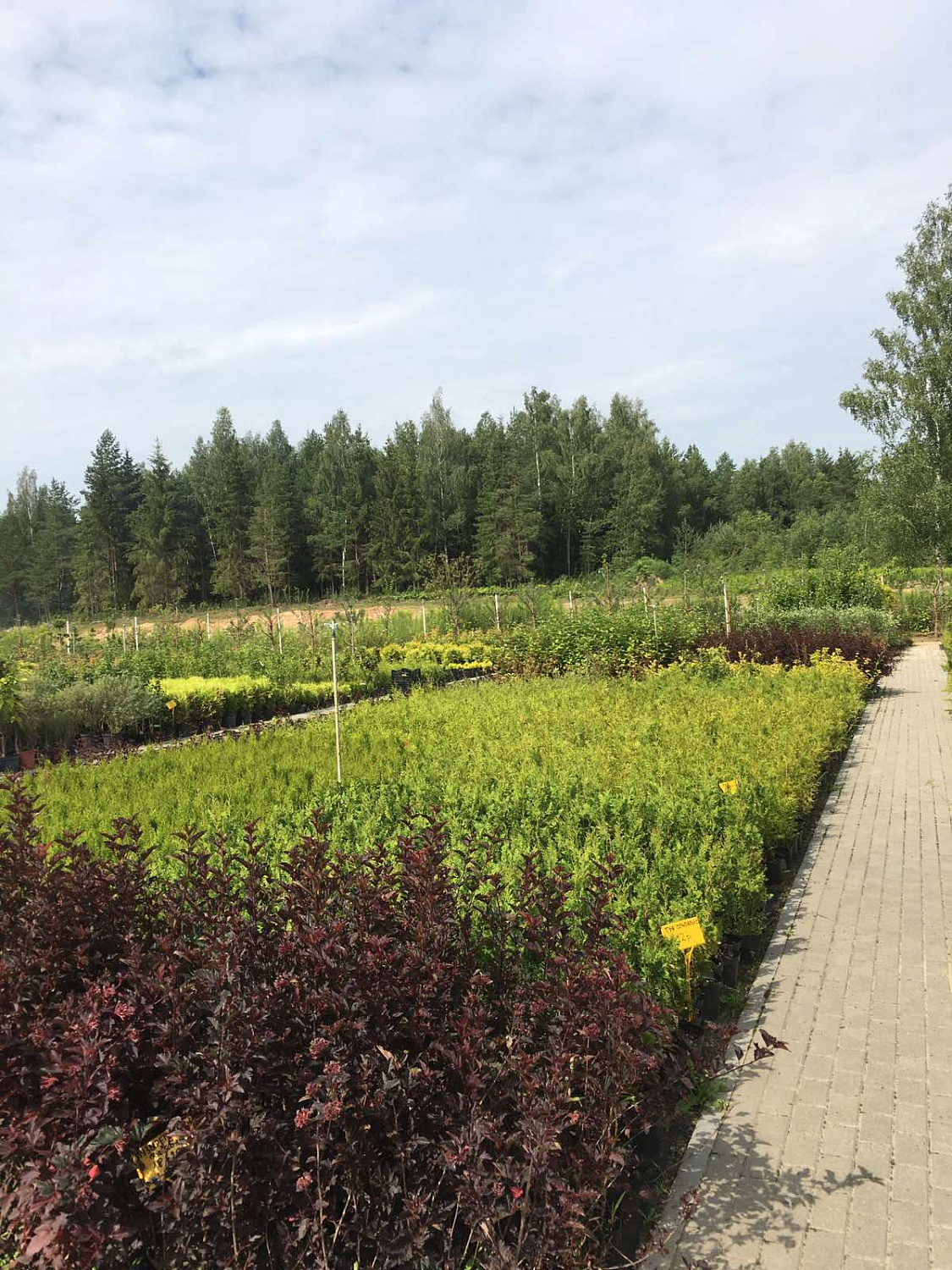 Питомник "ZelenSad"