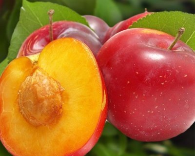 Слива "Деликатная"