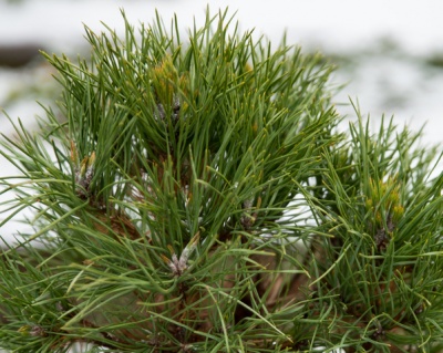 Сосна обыкновенная "Глобоза Виридиз"