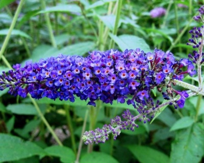 Буддлея Давида "Эмпайр Блю" (Empire Blue)