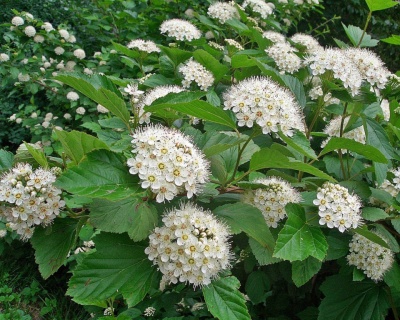 Пузыреплодник "Нанус" (NANUS)