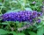 Буддлея Давида "Эмпайр Блю" (Empire Blue)