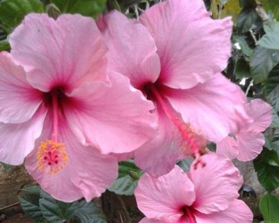 Гибискус «Манифеста Широн»