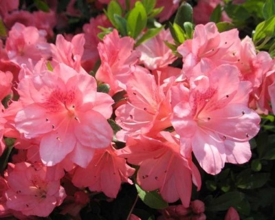 Азалия японская "Блаувс Пинк"