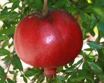 Гранат "Никитский ранний"