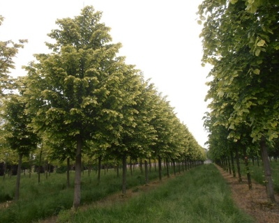 Липа войлочная "Брабант"