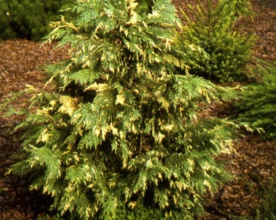 Кипарисовик Нутканский "Вариегата"