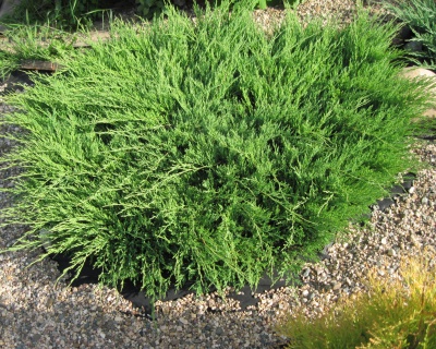 Можжевельник горизонтальный "Андорра Компакт"