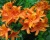 Азалия крупноцветковая "Голден Игл"