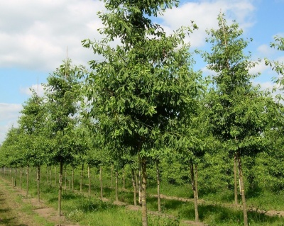 Гинкго Билоба "Саратога"