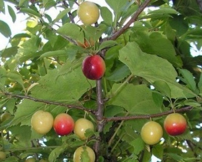 СВГ "Самоцвет" (сливово-вишневый гибрид)