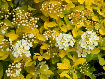 Спирея вангутта "Голд Фонтан"