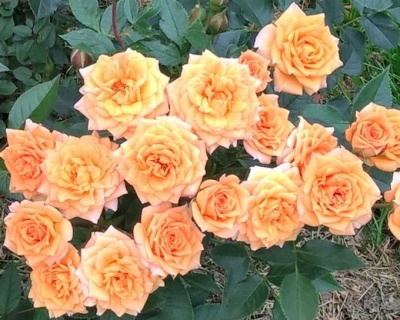 Спрей-роза «Макарена» 