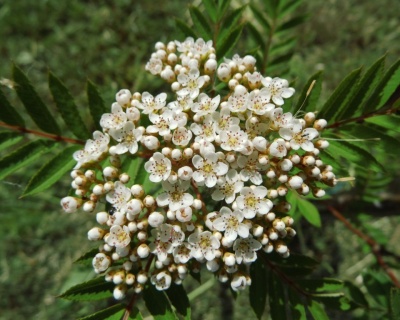 Рябина шведская "Джозеф Рок"