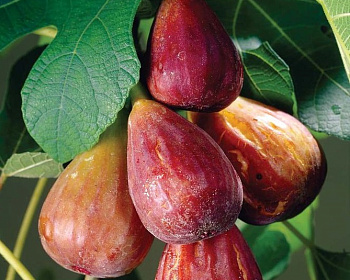 Инжир "Браун Турция"