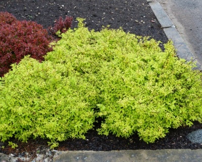 Спирея японская "Голден Карпет"