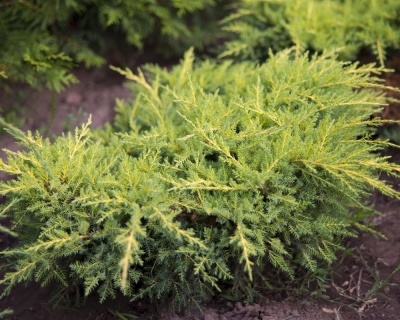 Можжевельник средний "Голд Стар"