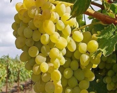 Виноград "Краса Севера (Ольга)"