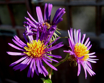 Астра новоанглийская "Марина Волконская"