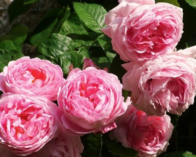 Пионовидная Роза «Констанс Спрай»