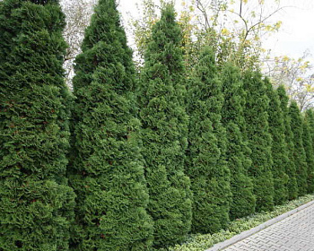 Туя западная "Холмструп"