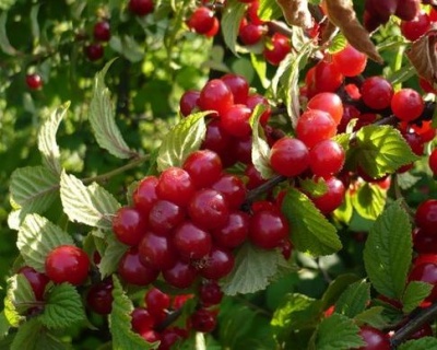 Вишня войлочная "Натали"