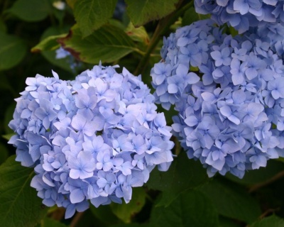 Гортензия крупнолистная "Эндлесс Саммер" (Endless Summer)