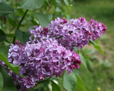 Сирень "Принцесса Стурдза"